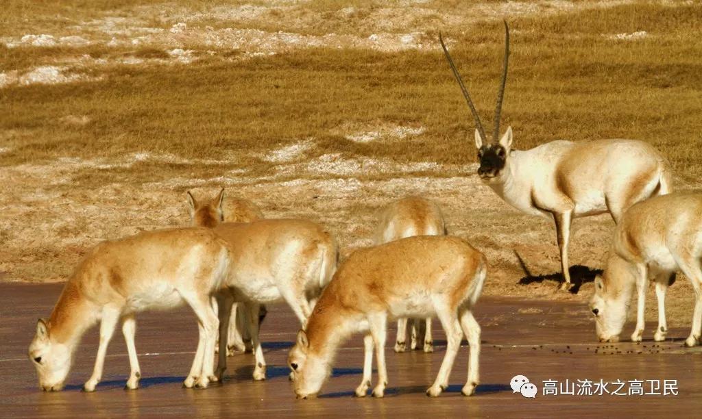 走进阿尔金无人区，一个汽车人的情怀