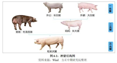 生猪2020年走势展望：“二师兄”站上风口 企业养殖效益仍看好