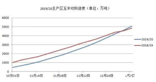 冠状病毒肆虐 节后玉米怎么做？