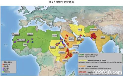 一波未平一波又起：非洲25年最大蝗灾袭来 全球粮食格局生变？