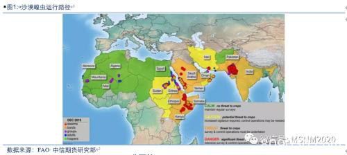 沙漠蝗虫对印、巴及全球农业影响分析