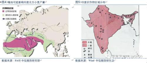 沙漠蝗虫对印、巴及全球农业影响分析