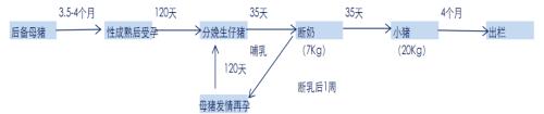 调研走访后告诉你 如何满足生猪产业链的避险需求？