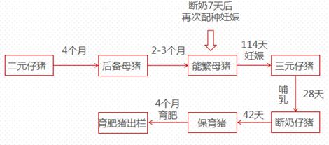 生猪作为我国价值最大的农副产品，即将登上商品期货的舞台！关于生猪产业，看这一篇就够了！